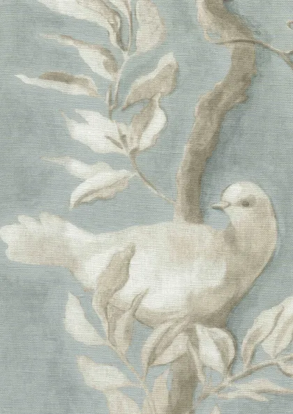 Rock Dove